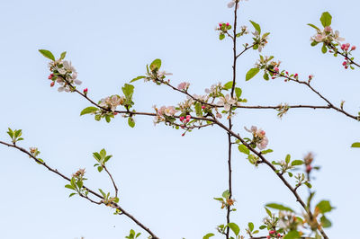 Low angle view of flowers on tree