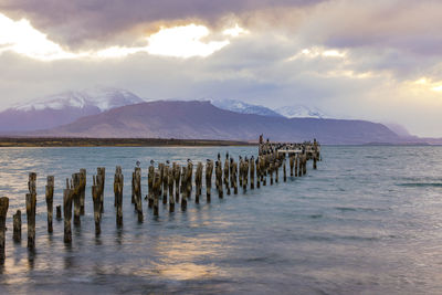 Wooden piles with many birds at the old jetty of the port town puerto natales in the south of chile