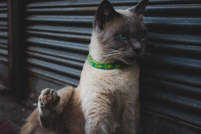 Close-up of a cat looking away