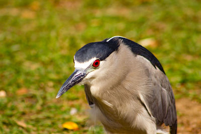 Close-up of bird