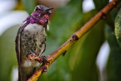 Close-up of bird perching on tree