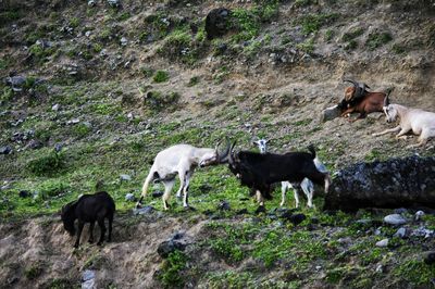 Horses grazing on field