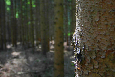 Close-up of tree trunk