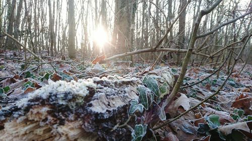 Close-up of snow covered trees in forest