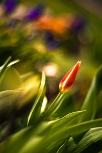 Close-up of flower blooming outdoors