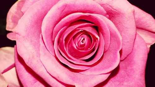 Close-up of pink rose