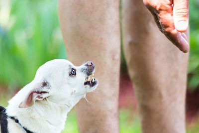 Low section of man with dog