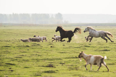 Horses on field