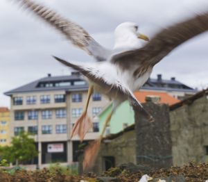 Seagull flying against buildings