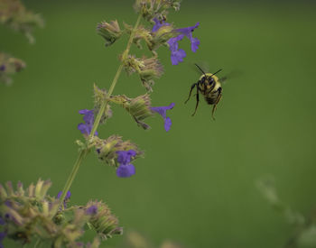 Flying bumble bee summer flower adventures