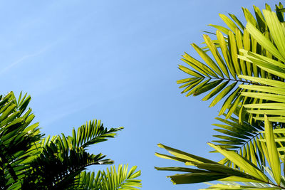 Low angle view of coconut palm tree against clear blue sky