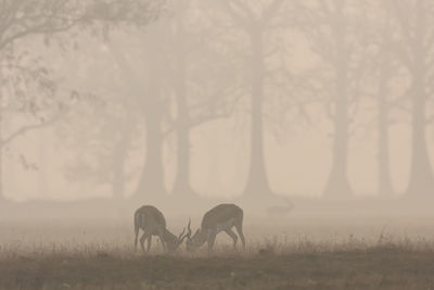 Horses grazing in a field