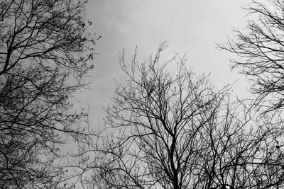 Low angle view of bare trees against sky