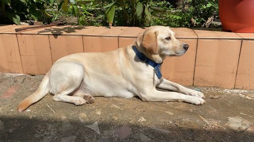 Dog sitting on footpath