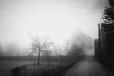 Bare trees by plants against sky during winter