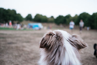 Close-up of a dog on field