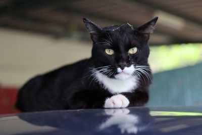 pet