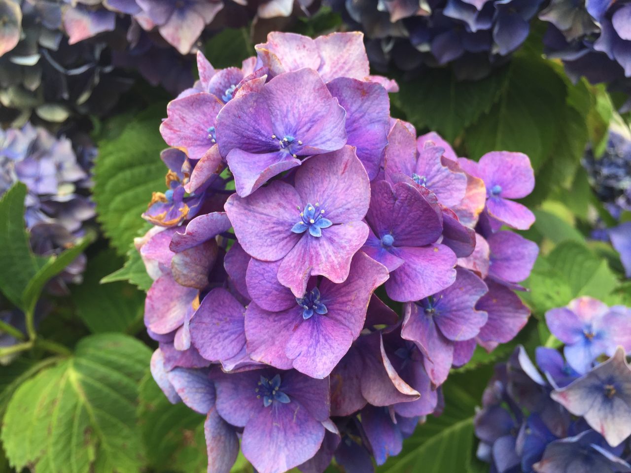 flower, freshness, purple, petal, fragility, growth, flower head, beauty in nature, close-up, blooming, nature, plant, focus on foreground, leaf, in bloom, park - man made space, high angle view, outdoors, day, no people