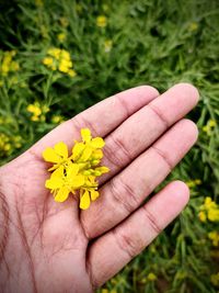 Mustard yellow flowers in palm holding yellow flower in hands