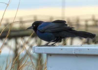 Close-up of bird perching on metal railing