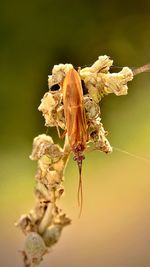 Close-up of insect on plant
