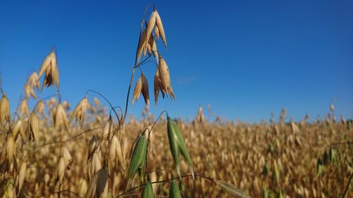 Close-up of wheat field against clear blue sky