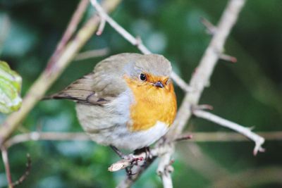 Close-up of bird perching on twig