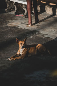 Portrait of dog sitting on floor