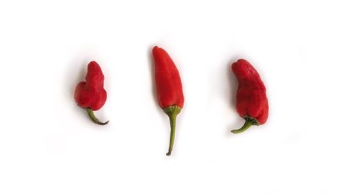 Close-up of red chili pepper against white background