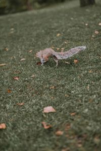 High angle view of crab on field