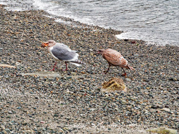 Seagulls on beach