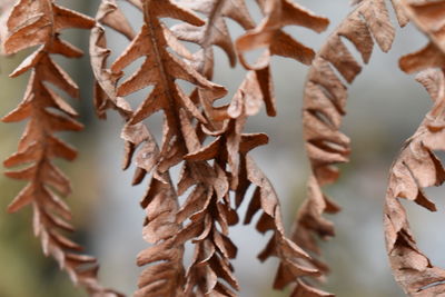 Close-up of dry leaves