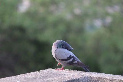 Close-up of pigeon perching on rock