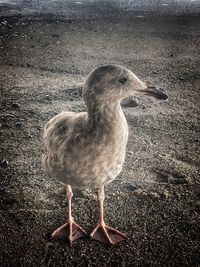 Close-up of bird