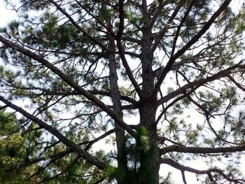 Low angle view of trees