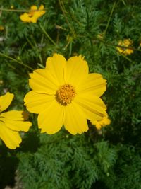 Close-up of yellow flower blooming outdoors