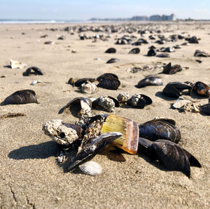 Close-up of stones on beach