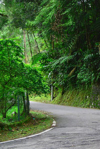 View of trees along road