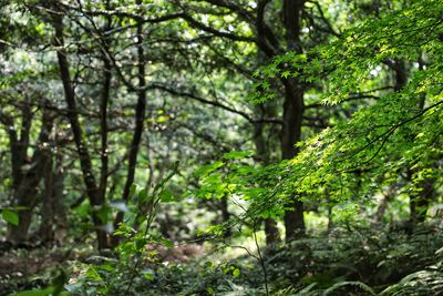 Trees growing in forest