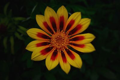 Close-up of yellow flower