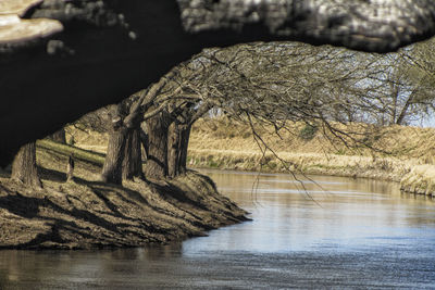 Close-up of tree by lake