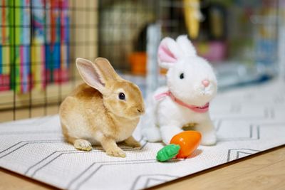 Close-up of stuffed toy