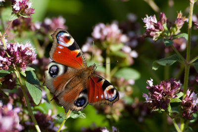 Close-up of butterfly pollinating on flower