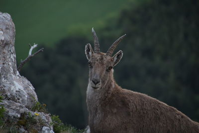 Portrait of deer