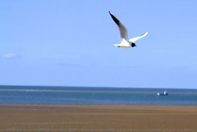 Bird flying over sea against clear blue sky