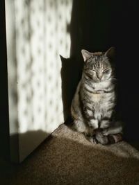 Close-up of cat sitting