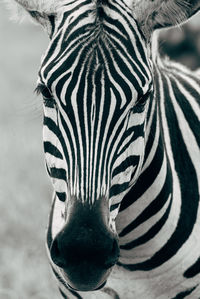 Portrait of zebra