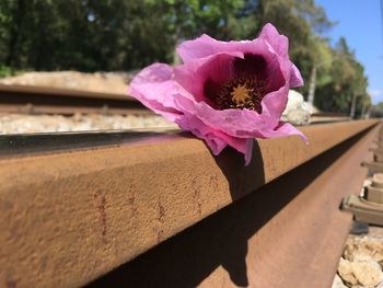 Close-up of pink flower on retaining wall