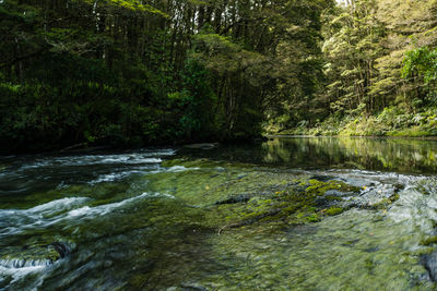 Scenic view of river stream in forest