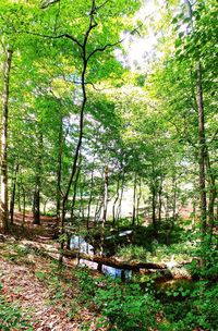 Trees in forest